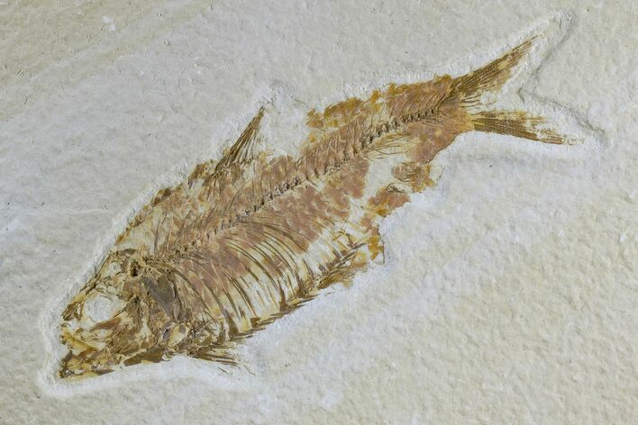 Detailed Fossil Fish (Knightia) - Wyoming #165865